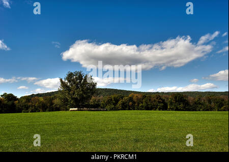 Eiche Baum sitzt allein in einem Feld mit Strohballen unter. Die Blue Ridge Mountains sitzen im Hintergrund dieser Szene in der Nähe von Bluemont Virginia aus der t Stockfoto