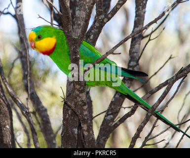 Atemberaubende lebhaftes Grün, Rot und Gelb, männliche Super/scarlet-breasted Parrot Polytelis swainsonii, eine besonders gefährdete Arten in der Natur in NSW Australien Stockfoto