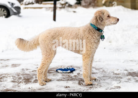 Süße Beige Labradoodle stehen im Schnee mit seitlich Stockfoto