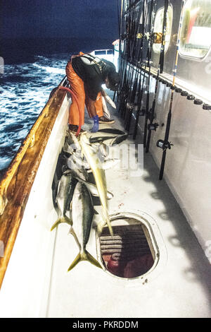 Ein Mann auf einem Boot werfen Gelbflossenthun in das Halten von einem Fischerboot Stockfoto