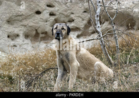 Kangal Schäferhund in Kappadokien, Türkei Stockfoto