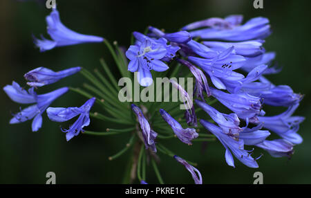 Kleine weiße Spinne auf einem wunderschönen violetten Blüten. Crab spider (Misumena vatia) Stockfoto