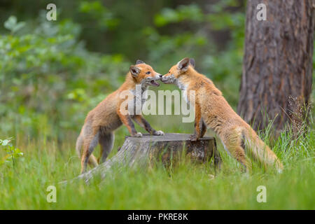 Red Fox, Vulpes vulpes, zwei junge Füchse Spielen auf Baumstamm, in Deutschland, in Europa Stockfoto