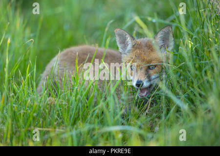 Red Fox, Vulpes vulpes, junge Fuchs, Deutschland, Europa Stockfoto