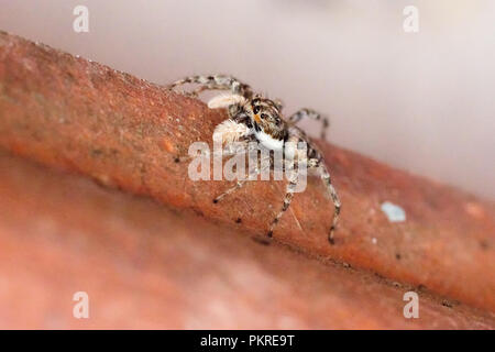 Harlekin jumping Spider (Salticus scenicus) italiamn arachnid Stockfoto