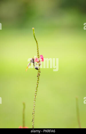 Schwarze Schlamm Wasp (Delta) auf Emarginatum Stachytarpheta mutabilis Stockfoto