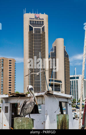 Pelikan, Möwe am Krabbenkutter in Corpus Christi Marina, Downtown Türme hinter, Corpus Christi, Texas, USA Stockfoto