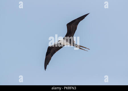 Herrliche Frigate mit Angeln Haken in seiner Rechnung gefangen Stockfoto