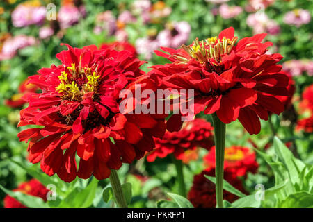 Rote Zinnien Blume Zinnien Blume Rote Zinnien 'scharlachrote Flamme' Rote Zinnien Blume jährliche Gartenpflanzen Stockfoto