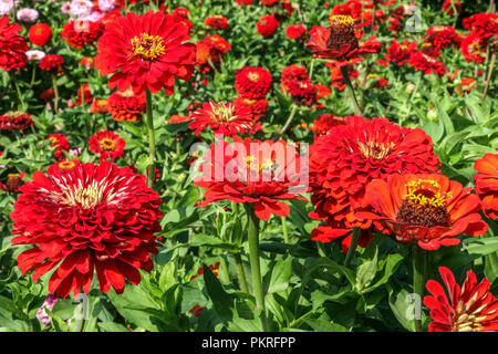 Red Zinnien, Zinnia 'Scarlet Flame', im Garten Stockfoto