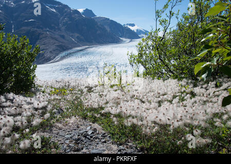 Ein Blick auf den Salmon Gletscher umgeben von Blumen, Stewart BC. Stockfoto