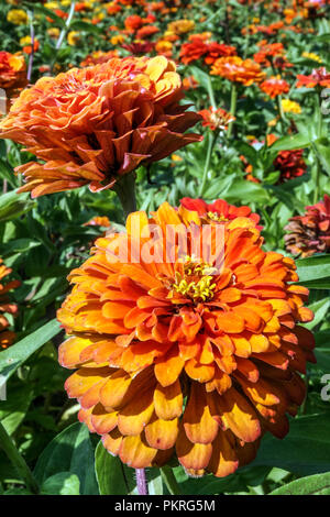 Orange Zinnias, Zinnia elegans 'Orange King' Blume Stockfoto