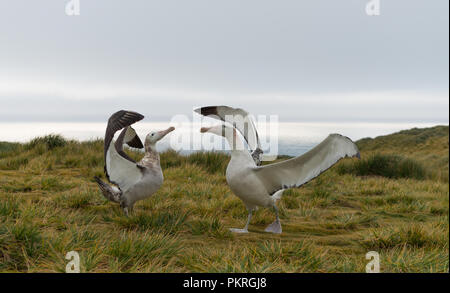 Ein paar der Wanderalbatrosse (Diomedia exulans) umwerben, Anzeigen, Zucht auf Bird Island, South Georgia, USB - Antarktis Stockfoto