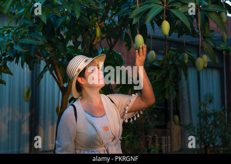 Die Frau, die eine grüne Mango Obst auf der Mango Tree in Flamingo Dai Lai Resort, Vinh Phuc Provinz, Vietnam Stockfoto