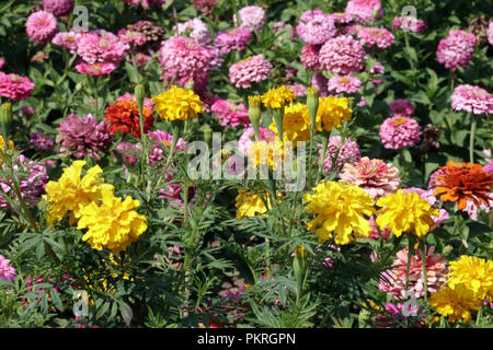 Gelbe Ringelblume, Tagetes, Rosa Zinnien mix Stockfoto