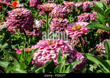 Rosa Zinnien Blumen und Blätter in Blumenbeet Stockfoto