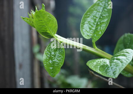 Basella alba Stockfoto