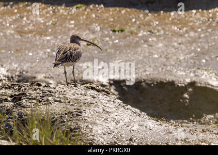 Brachvögel (Numenius arquata) auf Gezeiten Schlamm Banken ist die häufigste große Wader lange downcurved Bill Brown graue Gefieder mit hellen underparts lange graue Beine. Stockfoto