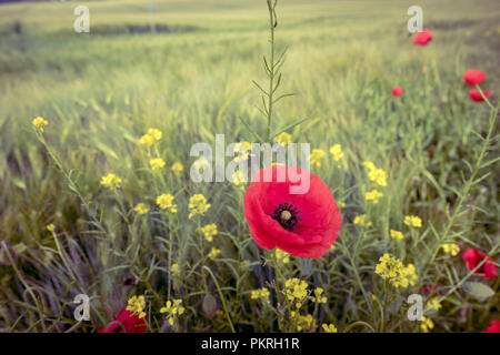 Roter Mohn Blumen im Feld, getönten Bild Stockfoto