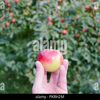 Eine kleine Paula roten Apfel in der Hand eines kaukasischen Mann, der an einem Apple Orchard in New Hampshire, USA, im September. Stockfoto