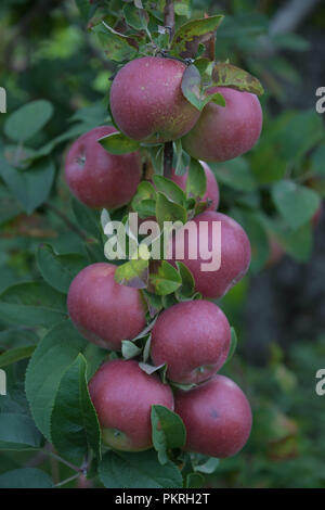 Äpfel auf dem Baum in einem alten Obstgarten in Hopkinton, N.H., USA, Anfang September. Stockfoto