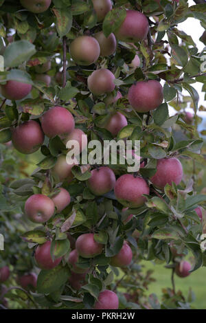 Äpfel auf dem Baum in einem alten Obstgarten in Hopkinton, N.H., USA, Anfang September. Stockfoto