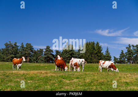 Braune und weiße Kühe auf einer Wiese unter einem blauen Himmel im Süden Frankreichs Stockfoto