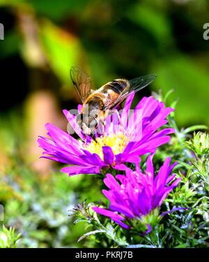 Diptera Fütterung auf die daisy Nektar Stockfoto