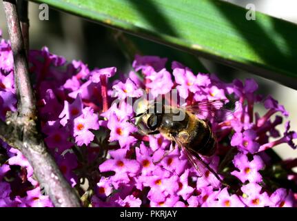 Diptera Fütterung auf die daisy Nektar Stockfoto