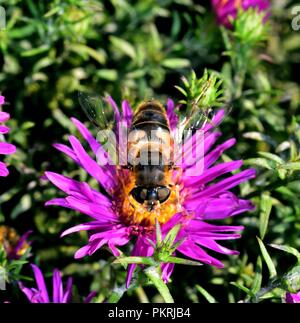 Diptera Fütterung auf die daisy Nektar Stockfoto