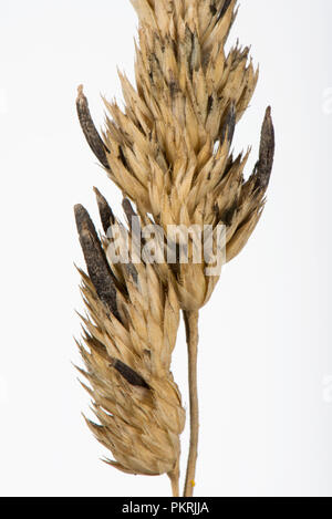 Mutterkorn, Claviceps purpurea, sclerotium auf Knaulgras, Dactylis glomerata, seedhead im Spätsommer, Berkshire, September Stockfoto