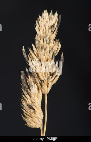 Mutterkorn, Claviceps purpurea, sclerotium auf Knaulgras, Dactylis glomerata, seedhead im Spätsommer, Berkshire, September Stockfoto