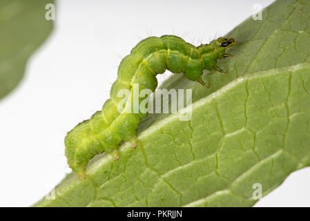 Silber Y Moth, Autographa gamma, Caterpillar Fütterung auf ein runner bean Blatt, Berkshire, September Stockfoto