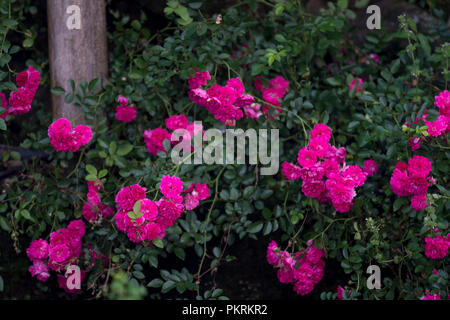 Blühende Rosa Rosa cania Blumen klettern auf einem Bambus Zaun in Y-Ty, Lao Cai Provinz, Vietnam genommen Stockfoto