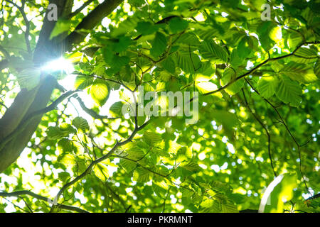 Sonnenlicht Filterung durch Laub im Peak District Woodland Stockfoto