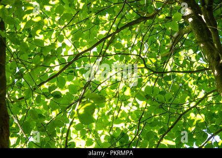 Sonnenlicht Filterung durch Laub im Peak District Woodland Stockfoto