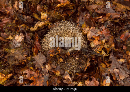 Igel, native, wild, Europäische Igel im Herbst Laub überwintern. Wissenschaftlicher Name: Erinaceus europaeus. Landschaft Stockfoto