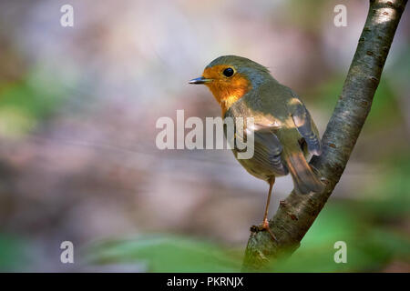 Europäische Robin sitzen auf einem Zweig (Erithacus Rubecula) Stockfoto