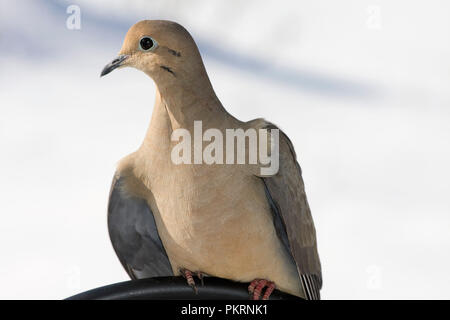 Nahaufnahme des thront Taube Stockfoto