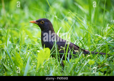Gemeinsame blackbird Suche Essen im Gras (Turdus merula) Stockfoto