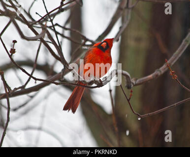 Red Cardinal bird auf Ästen in den Bäumen gehockt. Closeup Bilder Stockfoto