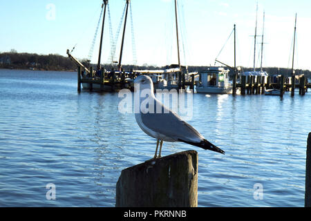 Reihe von Möwen auf den Trennwänden an der Marina in Chestertown, Maryland gehockt Stockfoto