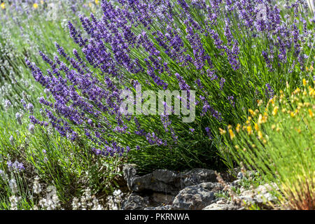 Lavendel Garten, Lavandula angustifolia in Rock Garden Stockfoto