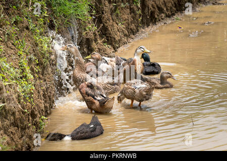 Enten im Reisfeld auf dem Hintergrund der Reisfelder und Bauernhäusern. Die ökologische Landwirtschaft. Stockfoto