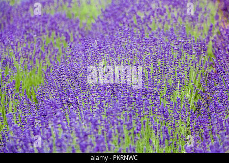 Lavendelfelder Blüten Lavandula angustifolia blau Pflanzen in einer Reihe Stockfoto