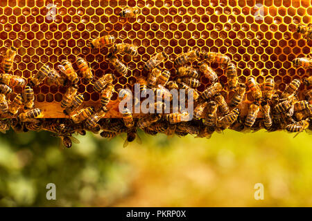 Die Bienen auf Wabe. Imkerei Konzept. Gesundes Essen. Stockfoto