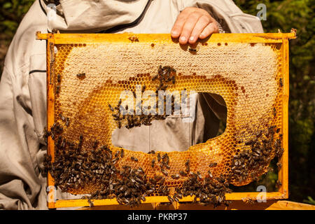 Imker arbeitet mit Bienen und Bienenstöcke auf dem Bienenstand. Stockfoto