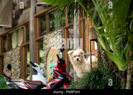 Lustig Hund unter der Tür Stockfoto