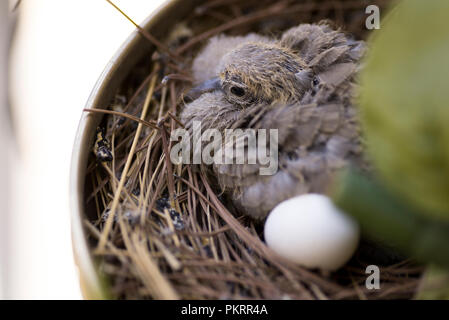 Baby die Taube im Nest und mit einem Ei Nahaufnahme. Stockfoto