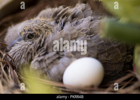 Baby die Taube im Nest und mit einem Ei Nahaufnahme. Stockfoto